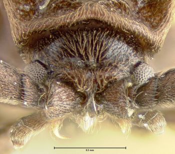 Media type: image;   Entomology 35319 Aspect: head frontal view
